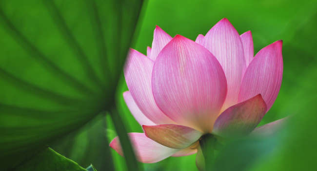 Photo of a lotus