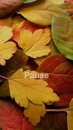 Photo of leaves with the word "Pause"